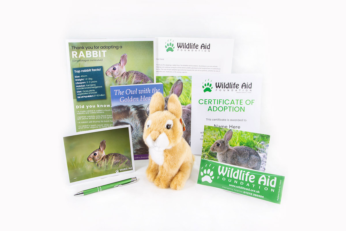 Wildlife Aid Foundation Click Here To Adopt A Rabbit Today For Just