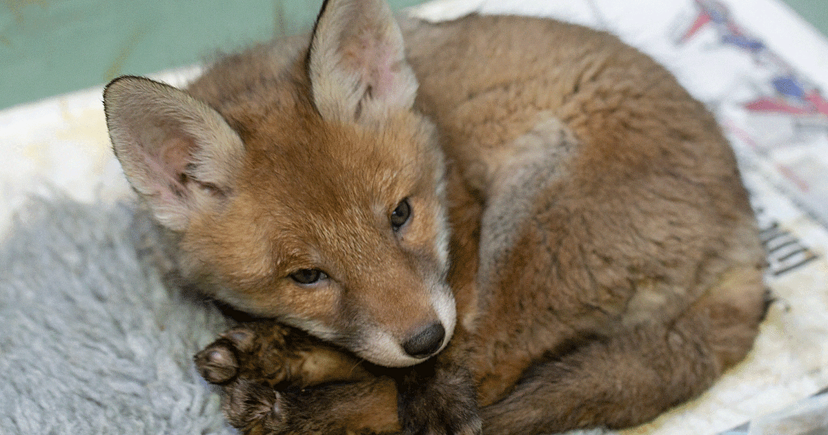 Wildlife Aid Foundation | Two for one in fox cubs