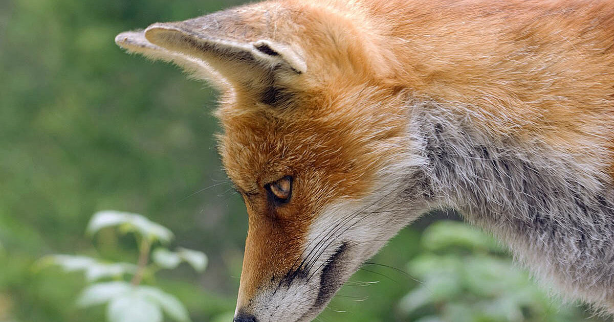 Wildlife Aid Foundation | Adopt a Fox