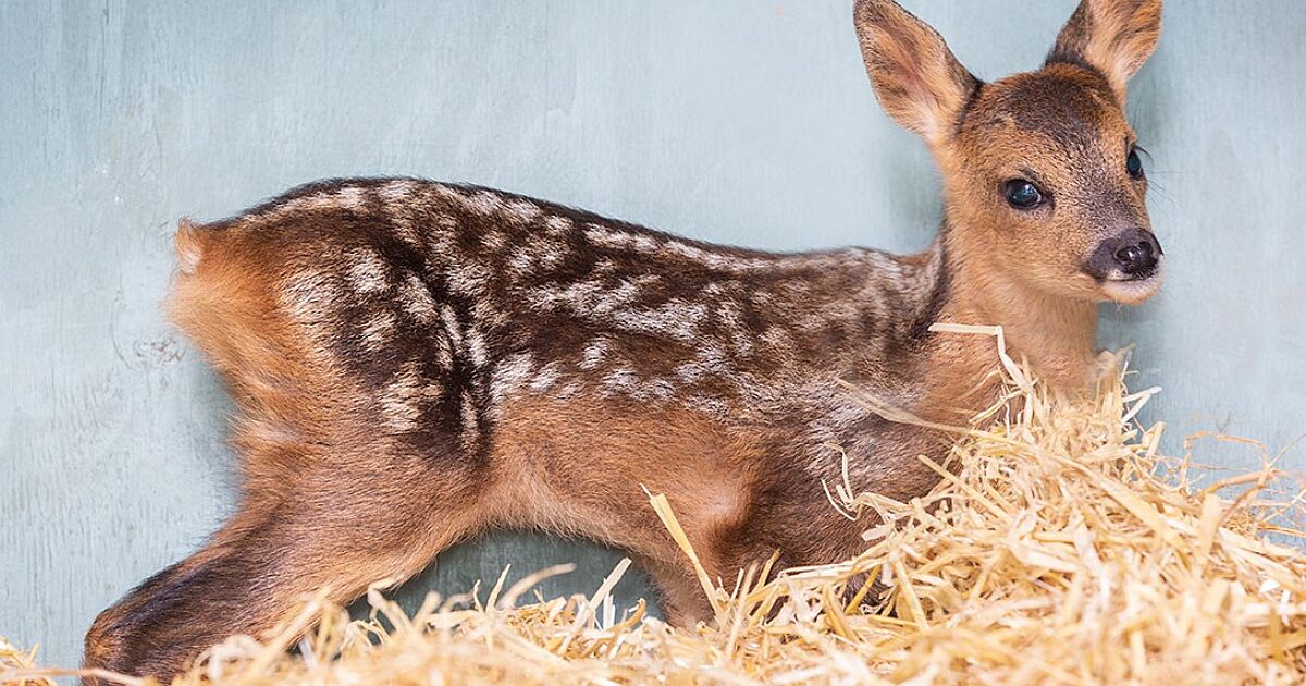 Fawns small hot sale dog rescue