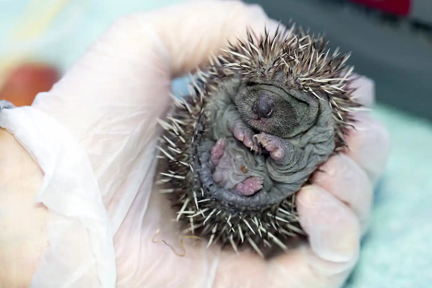 2022-06-13-Hoglet-attacked-by-dog-1