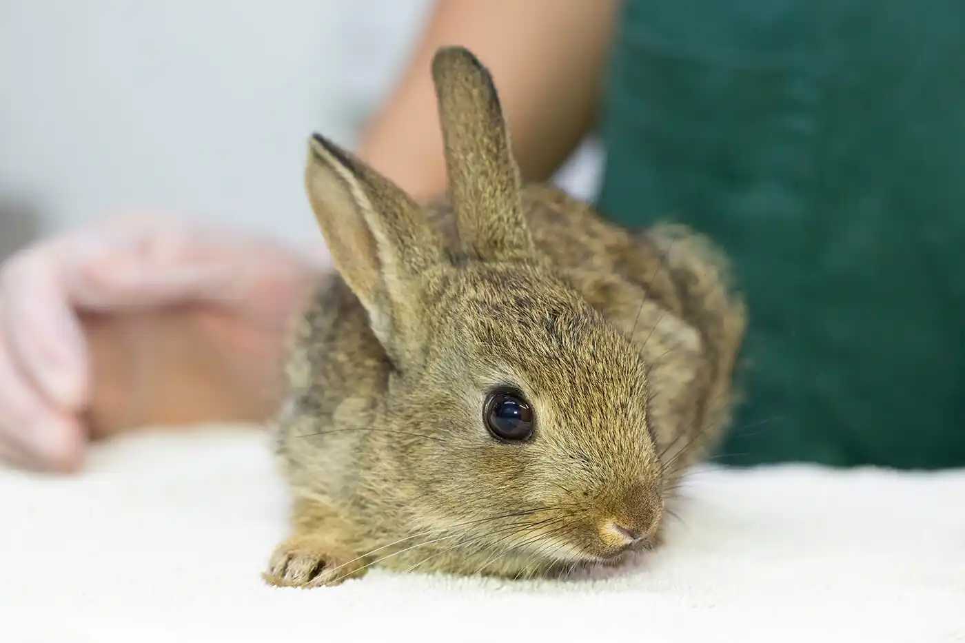 2022-06-13-Rabbit-family-killed-1