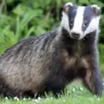 Badger1