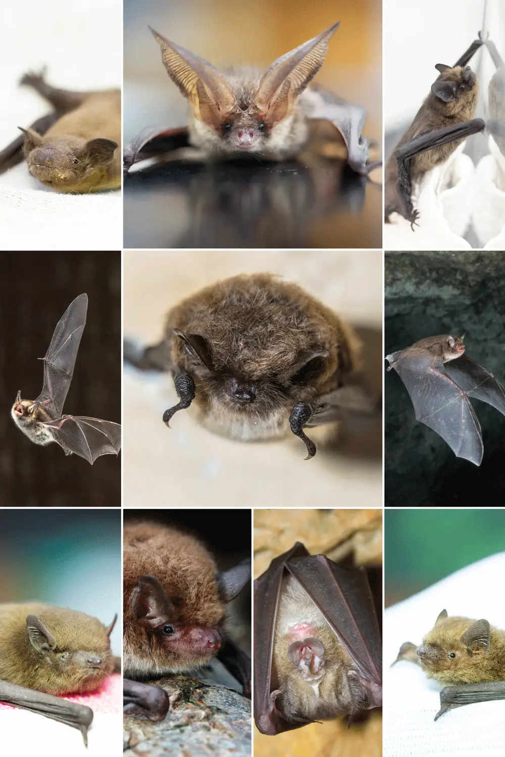 Bats_WEB Bats_WEB