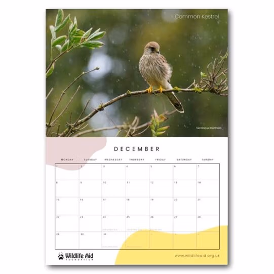 Wildlife Aid Calendar 2025 - Image 16