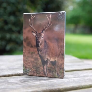 Mini Animal Notebooks