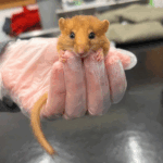 Dormouse-Assesment_profile_Web