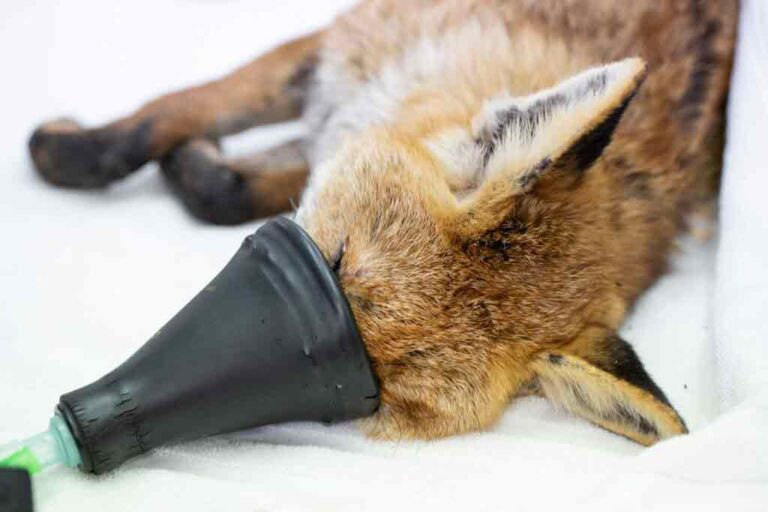 Fox with severe ear infection - Wildlife Aid