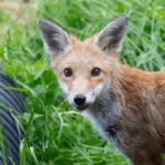 Fox-cub-1