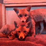 Fox-cubs