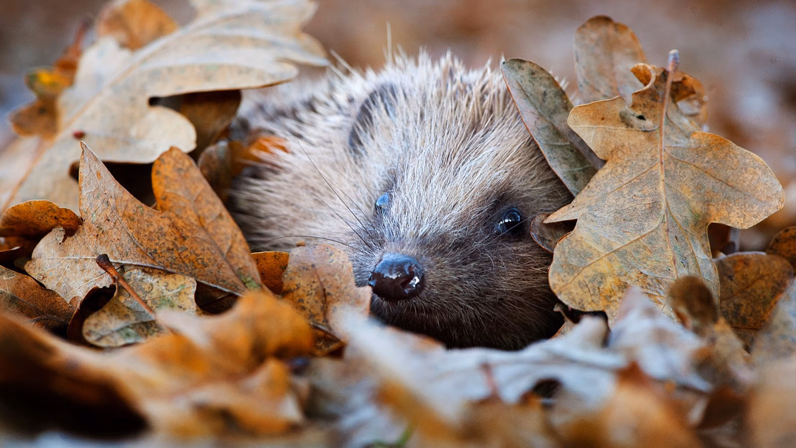 Hedgehog-Hero