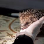 Hedgehog_2022-04-06-140145_rswy