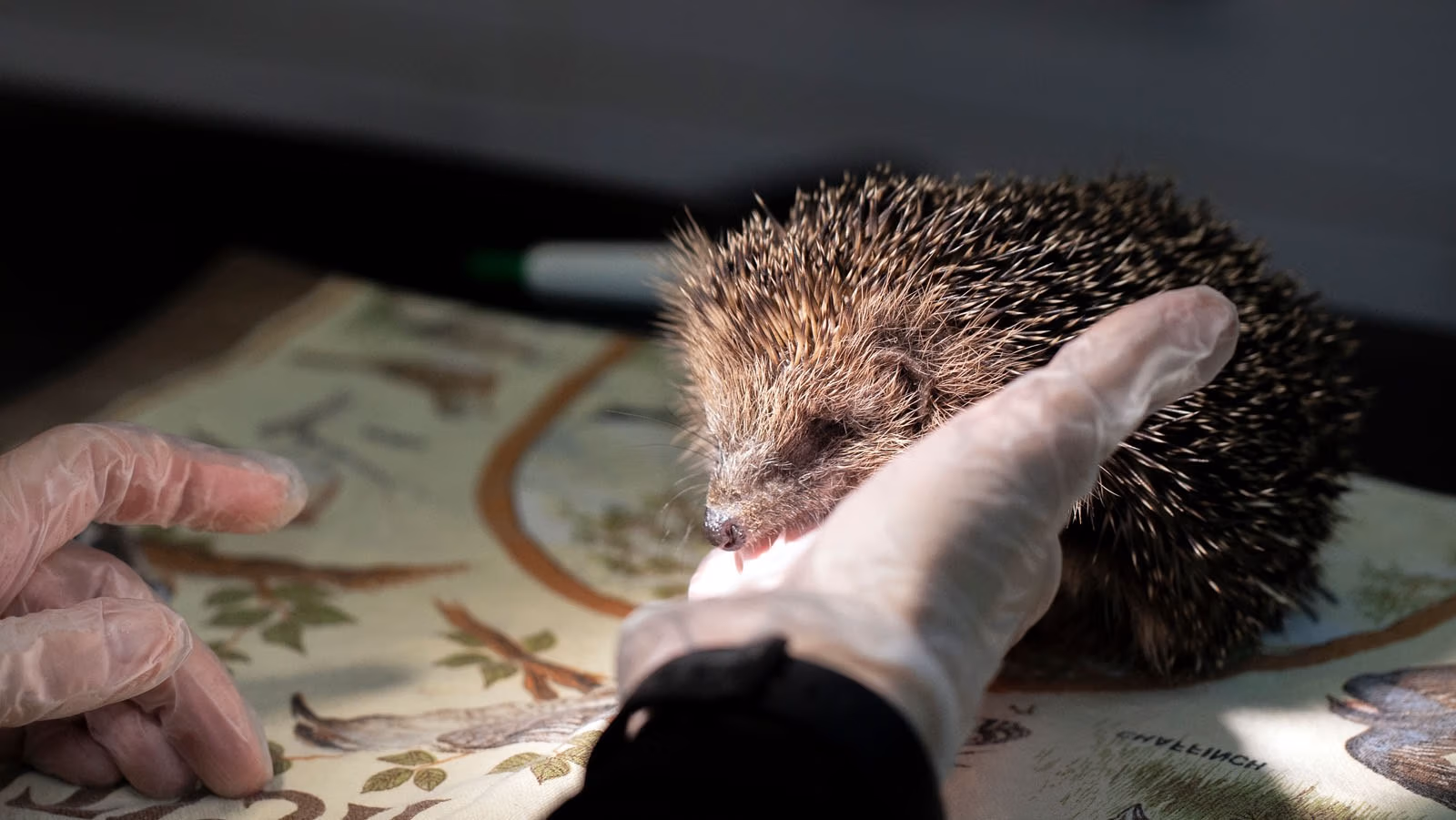 Hedgehog_2022-04-06-140145_rswy