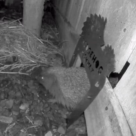 Hedgehog Highway - Image 3