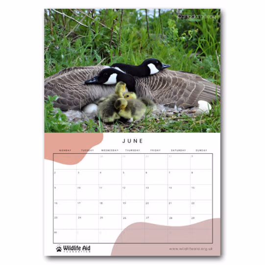 Wildlife Aid Calendar 2025 - Image 10