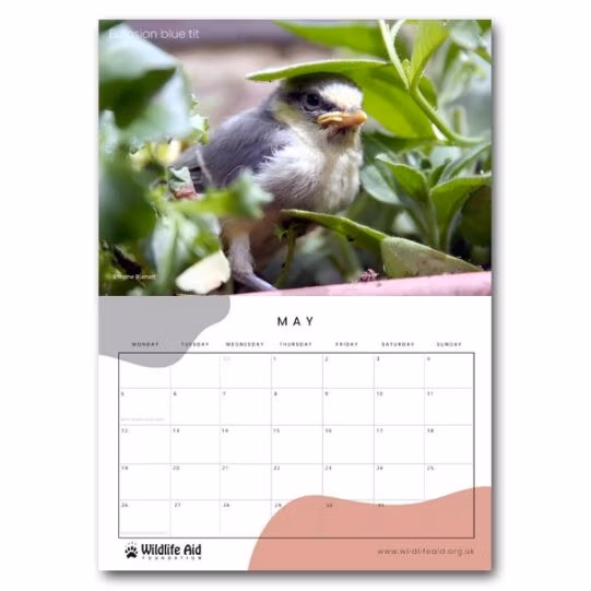 Wildlife Aid Calendar 2025 - Image 9