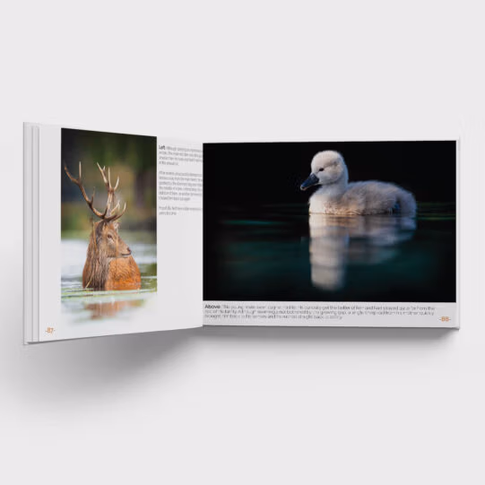 Wild Britain' by Lawrie Brailey - Image 3