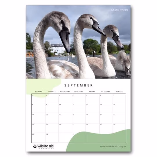 Wildlife Aid Calendar 2025 - Image 13