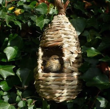 Wildlife & Garden