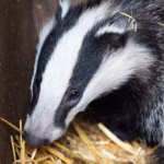 Willow_badger-cub