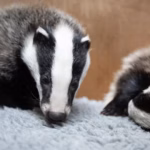 badger1