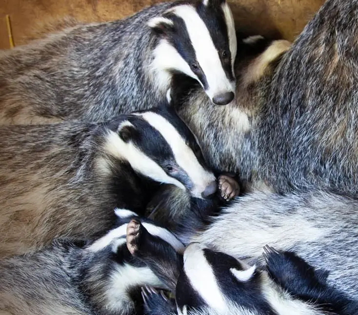 badgers badgers