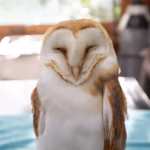 barn-owl
