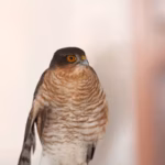 birdofprey2