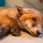 cub1