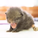 fox-cub_2022-06-06-134108_guhf