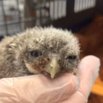 little-owl1