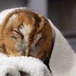tawny