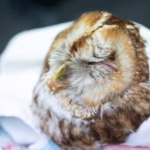 twitter1