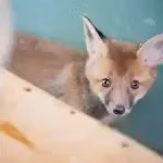 webcam-fox-cub