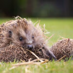 2021-08-13HedgehogFamily1-2