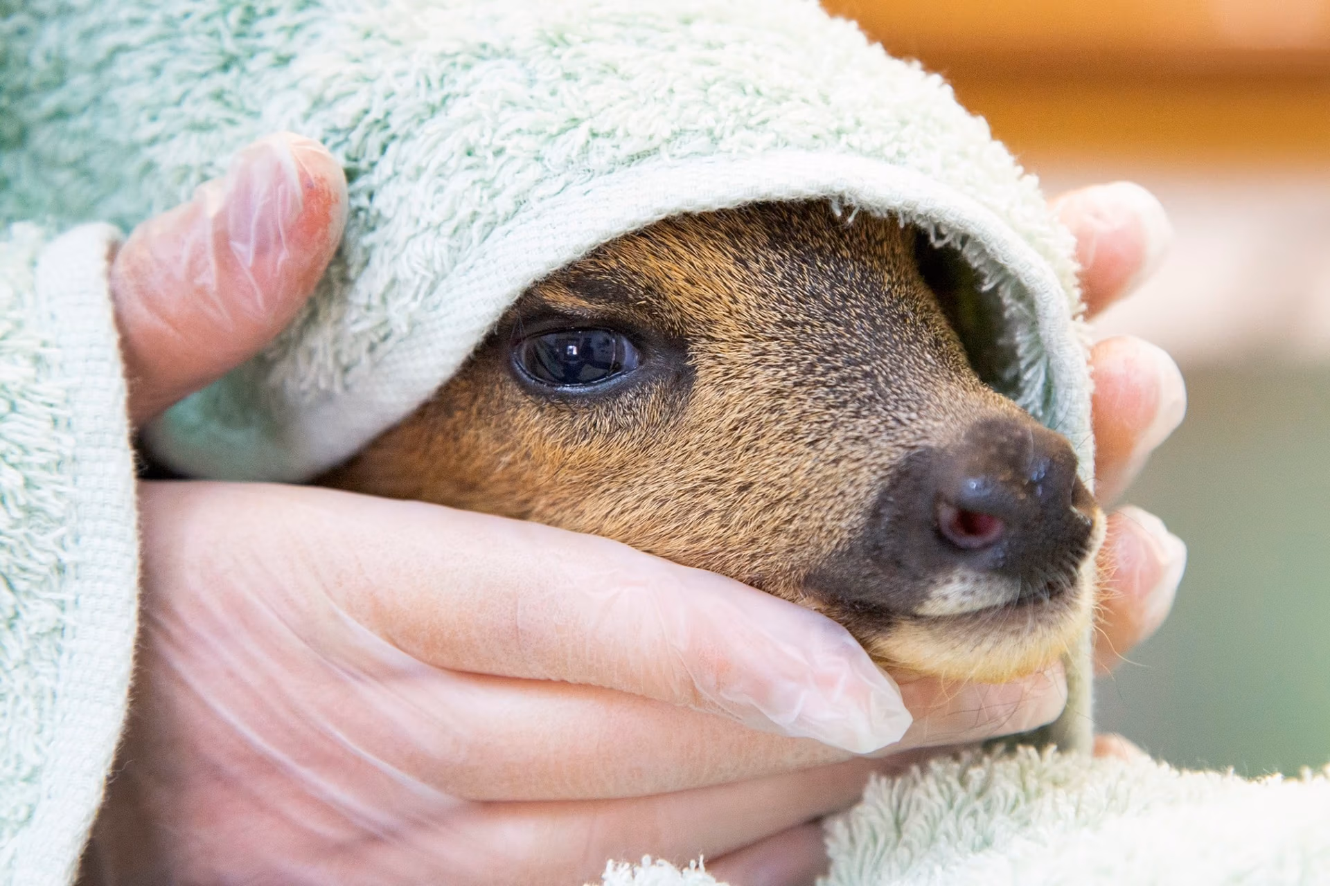 injured deer with head in towel