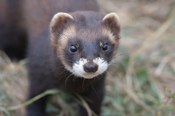 Polecat_Web2 Polecat_Web2