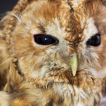 2022-09-20-Tawny-Owl-from-HART-1