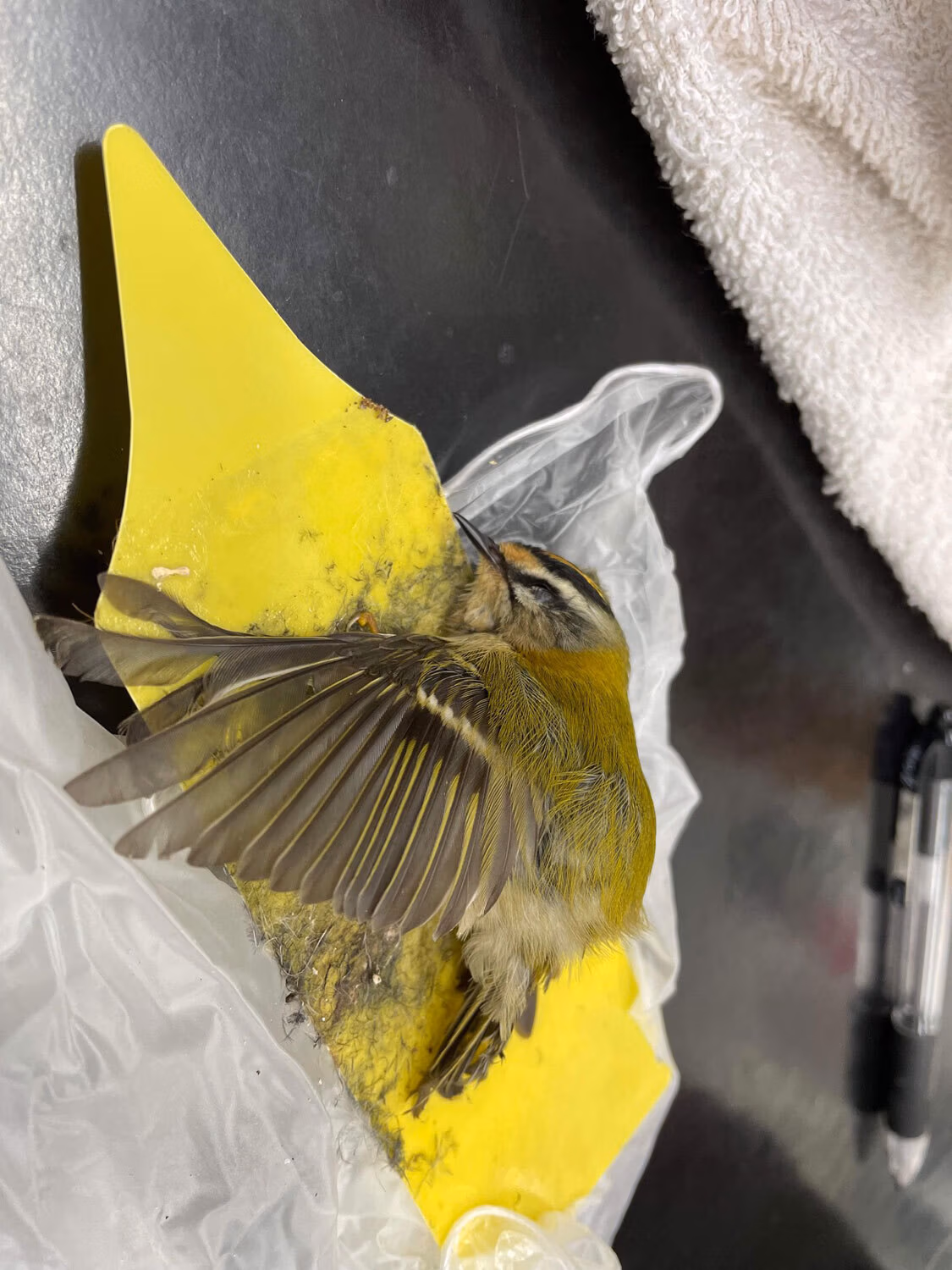 Goldcrest_WEB Goldcrest_WEB