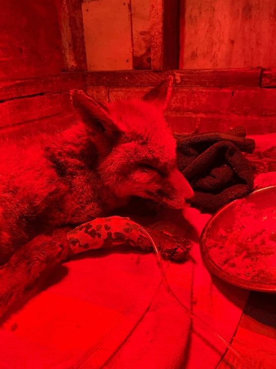 Another day, another collapsed fox. - Wildlife Aid