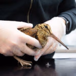 Woodcock-6_WEB