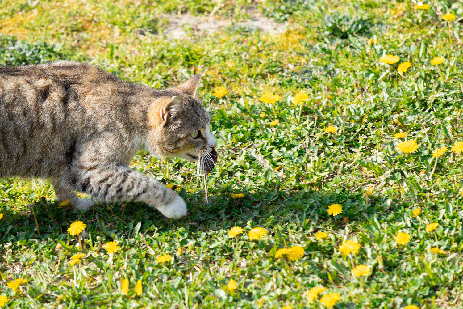 cat-mouse cat-mouse