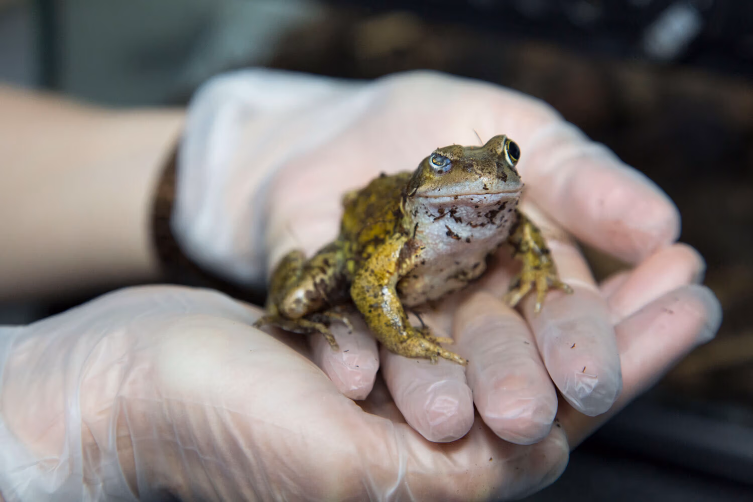 frog-injured-eye_WEB frog-injured-eye_WEB