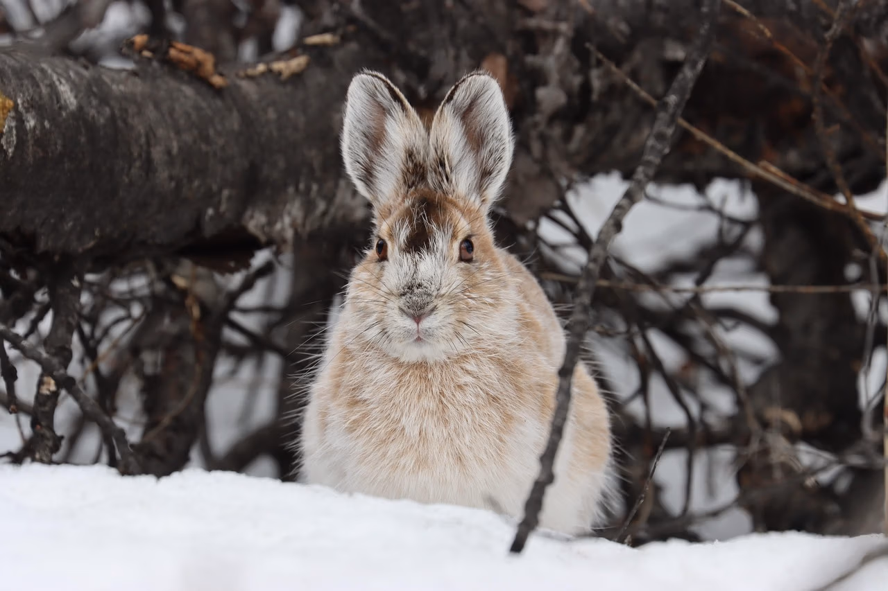 wildlife-7115590_1280 wildlife-7115590_1280