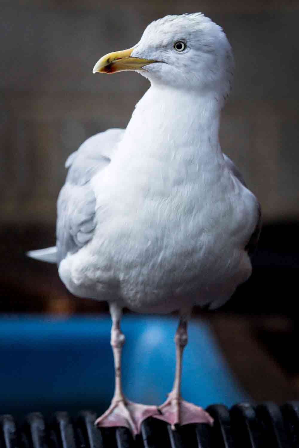 2018-01-03BotulismHerringGullFullBody1-2 2018-01-03BotulismHerringGullFullBody1-2