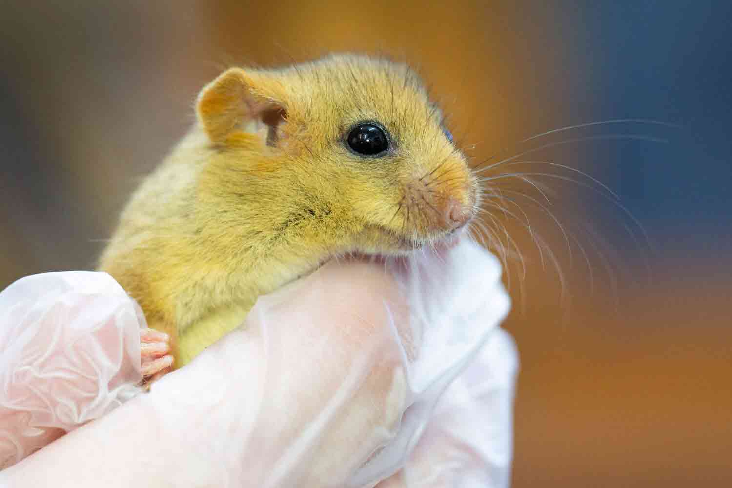 2022-02-24DormouseBlownOutOfTreeCloseUpWEB-2 2022-02-24DormouseBlownOutOfTreeCloseUpWEB-2