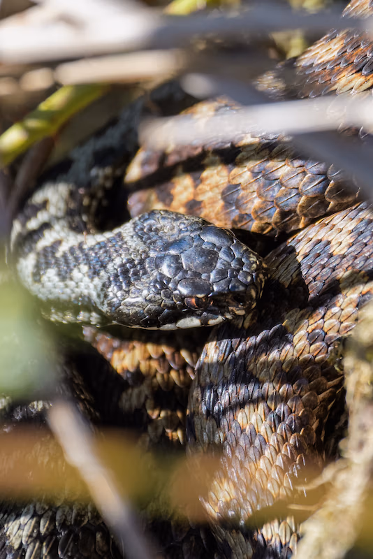 Adder_Web Adder_Web