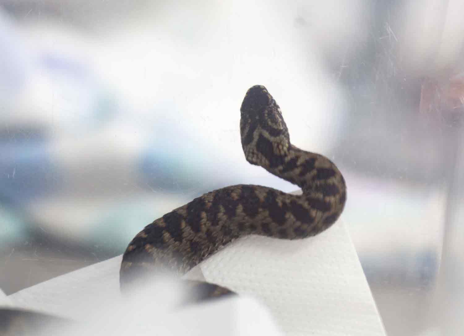 Adder_Web2-2 Adder_Web2-2
