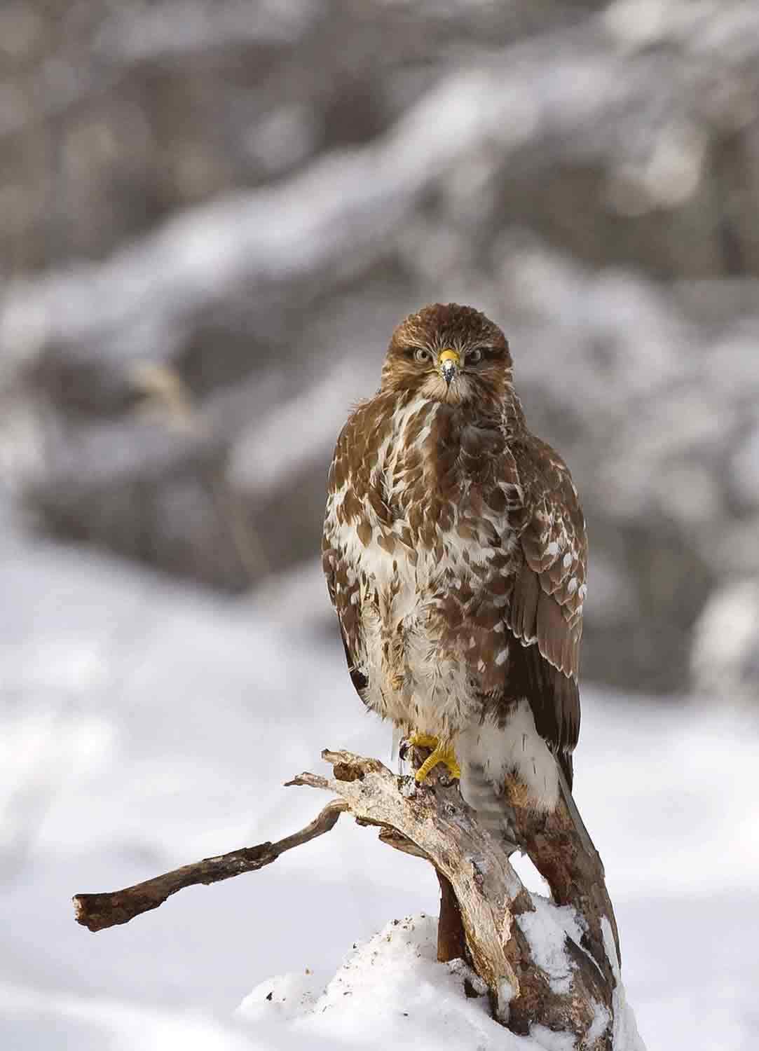 Buzzard_Web2 Buzzard_Web2