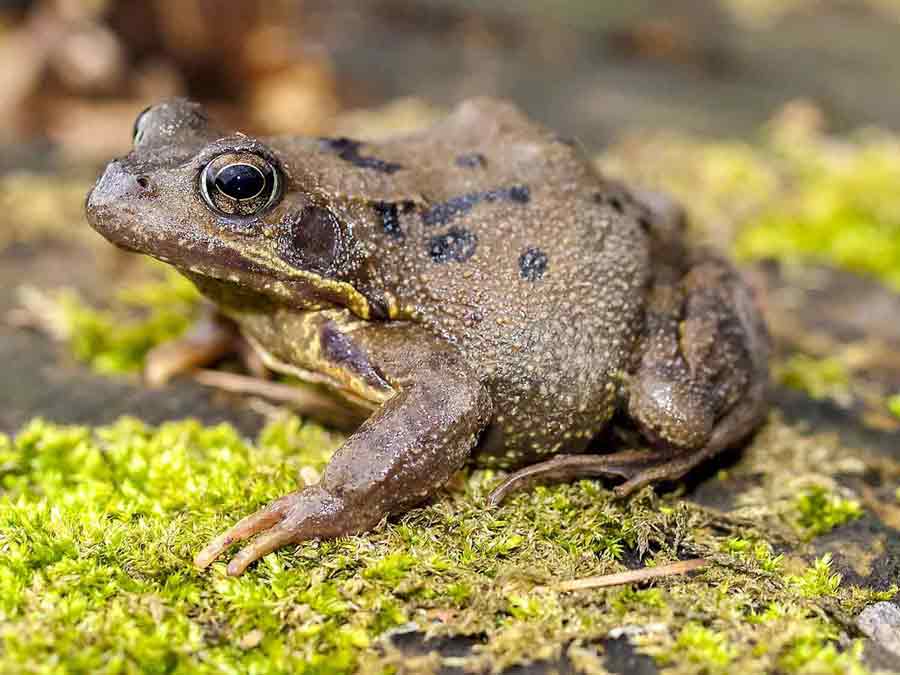 Common-Frog-_Web4-2 Common-Frog-_Web4-2